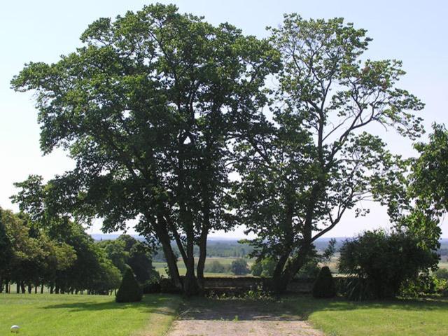 Chambres D'Hotes Le Chateau De La Plante Thuré Eksteriør billede